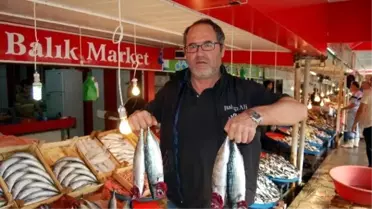 Bandırma'da Palamut Bolluğu