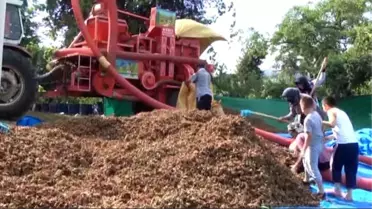 Fındık Fiyatlarının Düşmesine Sivil Toplum Kuruluşları Tepkili