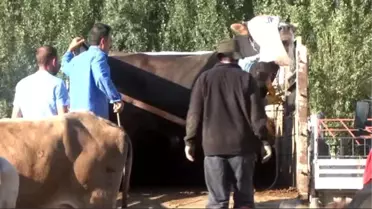 Hayvan Pazarlarında Kurban Bayramı Bereketi