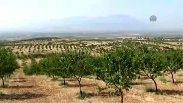 Manisa da Badem Hasadı Başladı