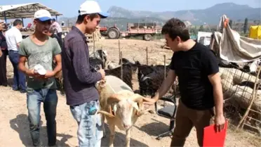 Osmaneli'de Kurban Pazarında Denetim