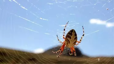 Erzurum'un Başaklı Köyünde Görülen Dev Örümcek Korkuttu