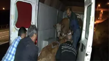 Bull Runs For Life, Blocks Highway To Istanbul For Two Hours