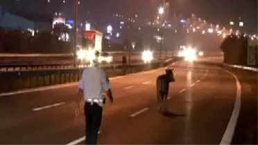 TEM Otoyolu'nda Boğa Kaçtı, Polis Kovaladı