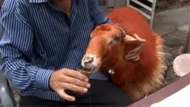 Kesmeye Kıyamadığı Kınalı Kuzusuyla Bayram Kahvaltısı Yaptı