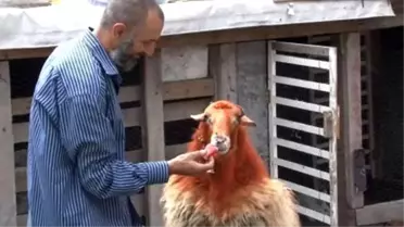 Kesmeye Kıyamadığı Kınalı Kuzusuyla Bayram Kahvaltısı Yaptı