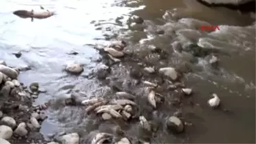 Gediz Nehri'nde Ürküten Toplu Balık Ölümü