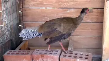 Hayvanat Bahçesi Gibi Restoran