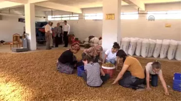 Çiftçinin Yüzü 'Badem'Le Güldü