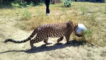 Kafası Kaba Sıkışan Leoparı Kimse Kurtaramadı