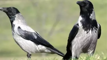 Kargaların İlginç Davranışları Merak Konusu Oldu