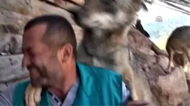 Rehabilitasyon Merkezinin 'Kurt Konukları'
