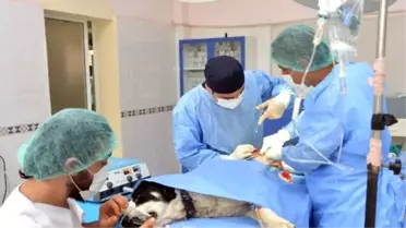 Sü Veteriner Fakültesi'nin Akreditasyon Başarısı