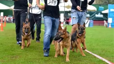 Alman Çoban Köpekleri, Sokak Hayvanları İçin Yarıştı