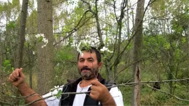 Sonbaharda Çiçek Açan Kiraz ve Vişne Şaşırttı