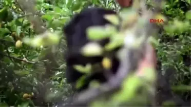 Türk Işid'çilerden ABD Silahıyla Propaganda Videosu