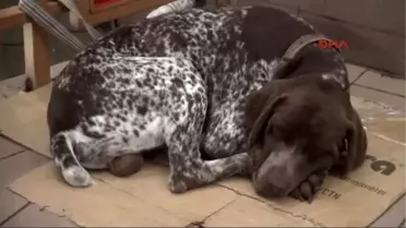 'Kan Paraziti' Hastalığına Yakalanan Köpeğe Kan Nakli