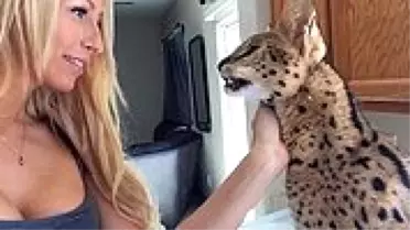 Sahibine 'Anne' Diyen Vahşi Ama Bir O Kadar da Sevimli Vaşak