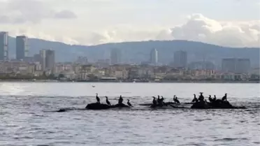 Istanbul's Lost İsland May Come To Light