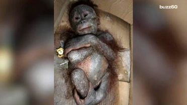 Baby Orangutan Rescued After Being Left To Die İn Cardboard Box