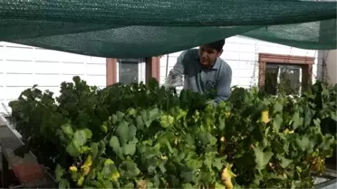 Batman Üniversitesinde Üzüm Bağları Yeşerdi