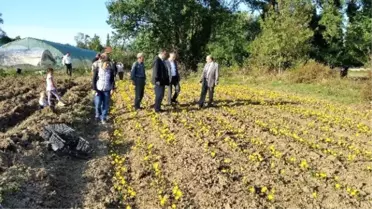 Çaycuma'da Lale, Zambak ve Çiğdem Soğanı Üretimi Katlanarak Devam Ediyor