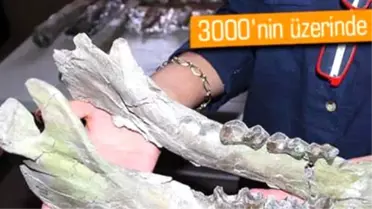 8 Milyon Yıllık Fosiller Sergilenmek İçin Hazırlanıyor