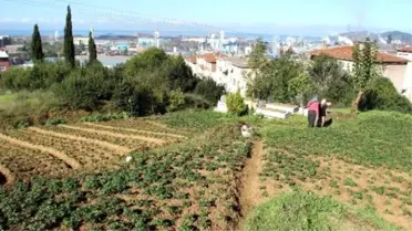 Kdz. Ereğli'de Çelik'ten Çileğe Dönüş Çabası
