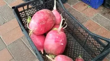 Mahkumların Yetiştirdiği Turplar Görenleri Hayrete Düşürüyor
