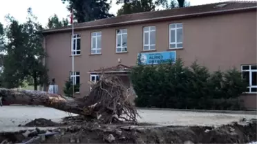 Okul Bahçesindeki Ağaçların Kesilmesine Tepki