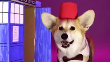 Doctor Who'nun 52 Yıllık Serüveninde Değişen 13 Doktoru Taklit Eden Sevimli Köpek