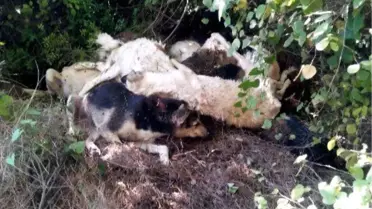 Aydın'da Vahşet, Onlarca Köpeği Öldürüp Ormanlık Alana Attılar