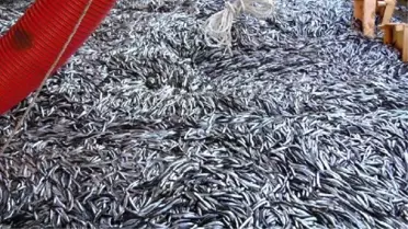 Bartın'da Hamsi Bolluğu