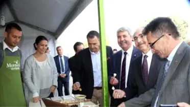 Ayvalık'ta Zeytin Hasat Günleri 'Minnet' Yürüyüşüyle Başladı