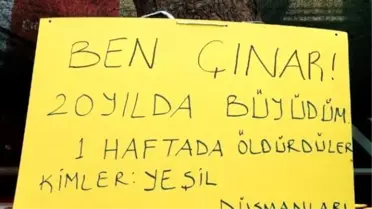 Bu Çınar İlçede Günün Konusu Oldu