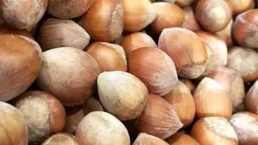 Fındık Fiyatının Yükselmesi Üreticiyi Güldürdü