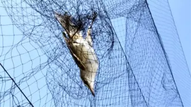 Aras Havzasında 258 Kuş Türü Tespit Edildi