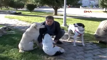 Eskişehir'de Sokak Hayvanları Aşılandı