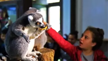 Zürafaları Elleriyle Beslediler