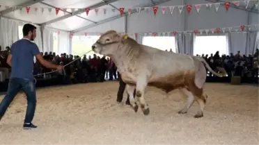 Canlı Hayvan Fuarı Yaklaşık 55 Bin Kişiyi Ağırladı