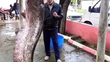 Kelkit Çayı'nda 120 Kiloluk Yayın Yakalandı