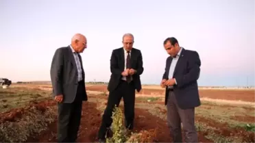Şanlıurfa'da Antep Fıstığından Sonra Yer Fıstığı da Ekilmeye Başlandı