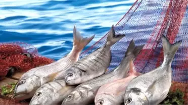Su Ürünleri İhracatı Rekora Koşuyor