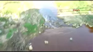 Sakarya - Acarlar Longozu'nu Besleyen Dere Kızıla Büründü