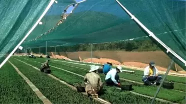 Ordu'da 415 Bin Yeni Fidan Üretildi