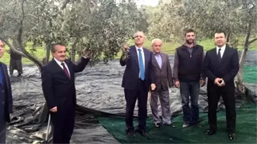 Tekirdağ'da Son Yılların En Yüksek Zeytin Rekoltesi Hasat Oluyor