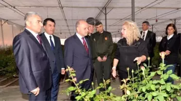 Vali Çakacak, Kesme Gül Üretim Tesisini Gezdi