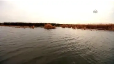 Yumurta Nöbeti' Deltadaki Balık Varlığını Artırdı