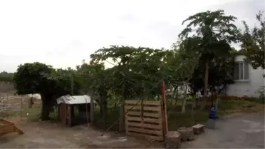 Merakla Başlayıp, Tropikal Meyve Gönüllüsü Oldu