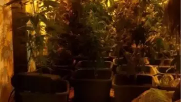 Evde Uyuşturucu Yetiştiren Öğretmenler Yakalandı